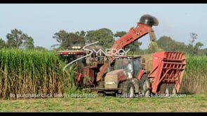 0872 sugarcane field farm harvest