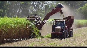 0873 sugarcane field harvest