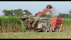 0875 sugarcane harvest close up