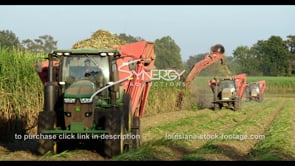0886 sugar cane harvesting Fall harvest season