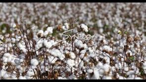 0896 tilt to cotton growing