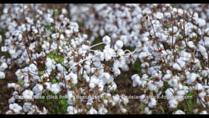 0903 cotton growing stock footage