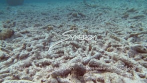 0940 dead coral reef stock footage climate global warming
