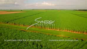 0132 sugar cane field aerial drone view Louisiana agriculture