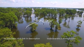 0141 Very nice dramatic aerial drone view over Louisiana cypress trees in swamp