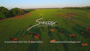 0188 aerial flyover cows in green pasture