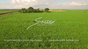 0064 Epic awesome dramatic aerial drone reveal of sugar cane field before harvest