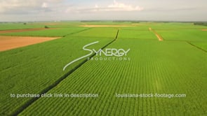 0065 Epic sugar cane field wide shot aerial drone view morning sunrise