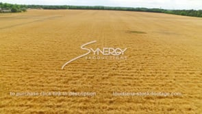 0068 Epic aerial drone view wheat field 4