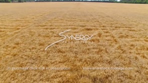 0069 aerial drone medium shot over wheat field 5