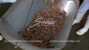 0399 weighing Louisiana shrimp seafood