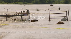 1300 cow pasture flooded by Mississippi River