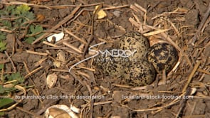 1321 quail eggs in nest before epic flood gates opens