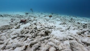 1432 dead dying coral reef global warming