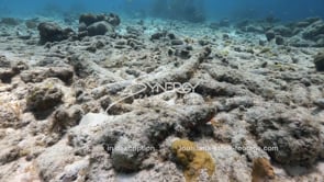 1436 dead coral on ocean floor from global warming video footage