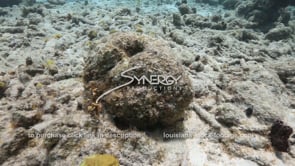 1437 dead coral from climate change global warming