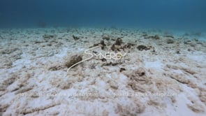 1440 dead coral reef in caribbean