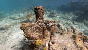 1444 dead elkhorn coral from rising water temperatures