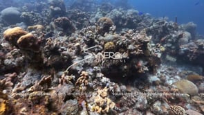 1446 dead coral ocean acidification