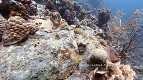1447 dead brain coral