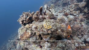 1448 barren dead coral reef in caribbean