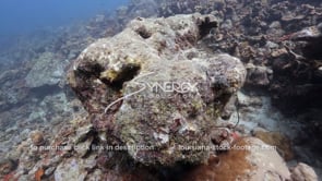 1449 dead brain coral reef for global climate change video footage