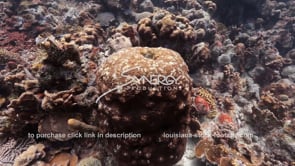 1455 diseased coral head on caribbean coral reef