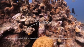 1460 cu dead coral global warming man made pollution run off