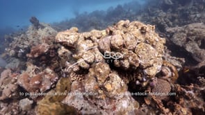 1462 dead dying coral affected by global warming