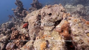 1464 dead coral reef video