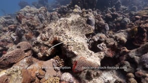 1466 dead brain coral on caribbean coral reef