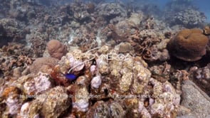 1467 dead and diseased dying coral reef