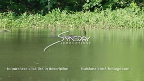 2032 alligator swims along shore of swamp