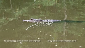 2031 alligator swims calmly in swamp