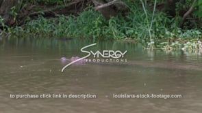 2033 alligator swims along bank of bayou