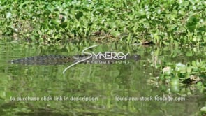 2035 alligator swimming in swamp hyacinth