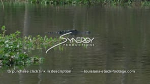 2036 alligator swimming in Louisiana swamp
