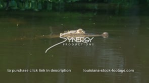 2041 alligator floating in bayou