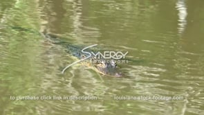 2042 nice shot alligator floating in swamp