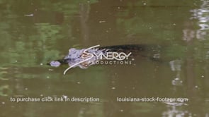 2043 close up alligator in swamp