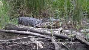 2051 nice iconic shot of alligator in swamp environment