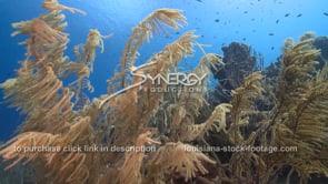 2090 soft coral sways in current
