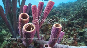 2082 purple tube sponge coral reef