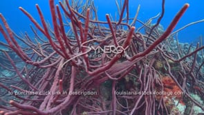 2079 purple rope sponge on coral reef