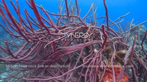 2078 purple rope sponge caribbean reef