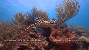 2069 healthy coral reef ecosystem