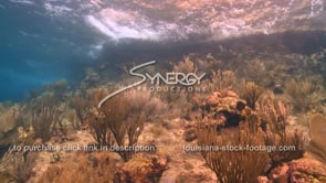 2074B underwater coastline soft coral in Caribbean