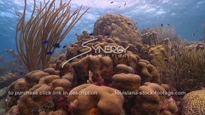 2067 pristine coral reef video