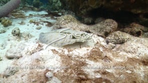 2064 flounder swims past camera