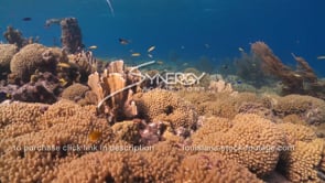 2061 underwater coral reef